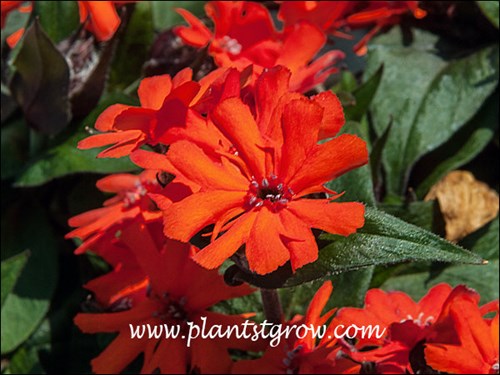 These have some the orangish flowers I have ever seen.
